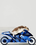 Das Mouse On Bike Wallpaper 128x160