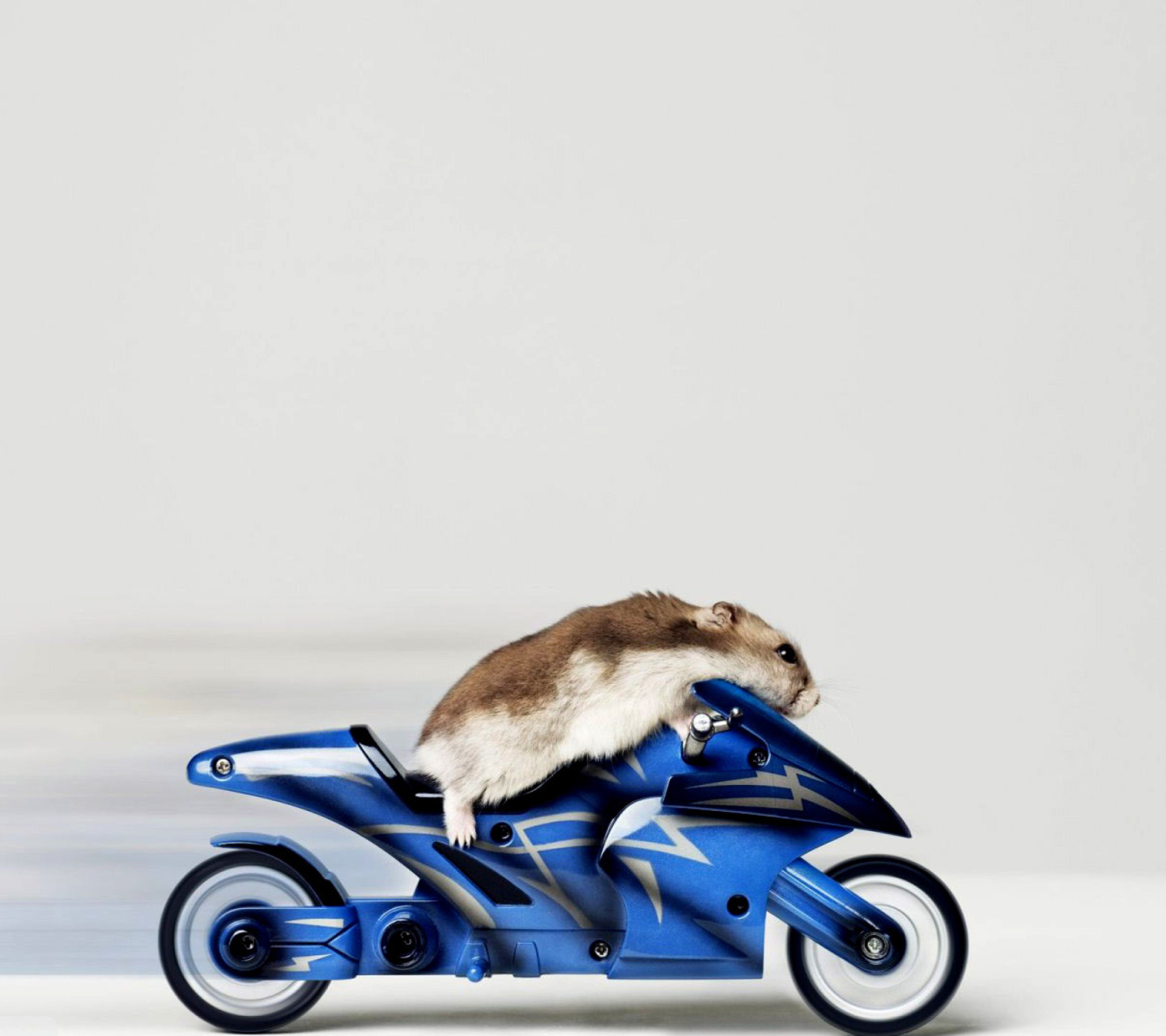Обои Mouse On Bike 1440x1280