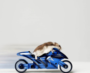 Обои Mouse On Bike 176x144