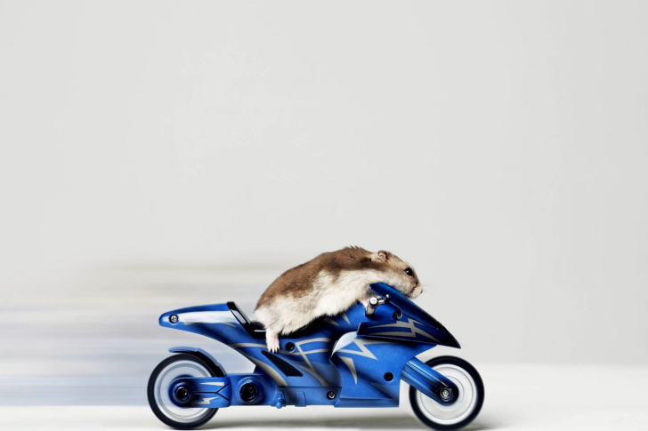 Обои Mouse On Bike