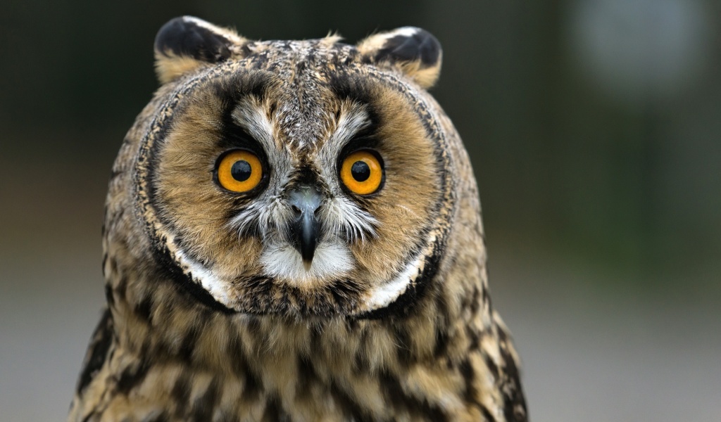 Das Owl bird predator Wallpaper 1024x600