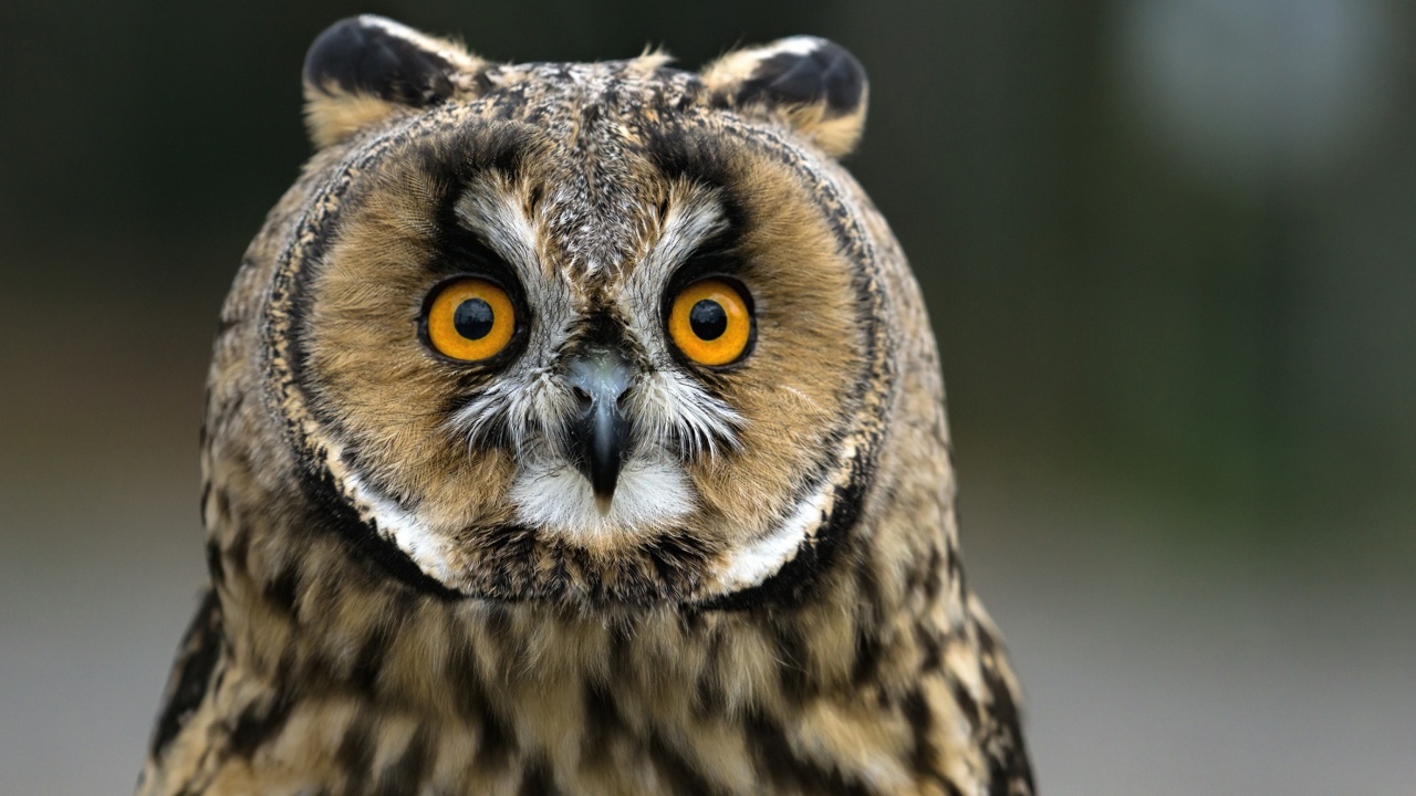 Das Owl bird predator Wallpaper 1280x720
