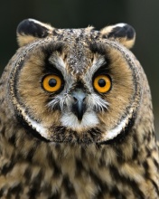 Fondo de pantalla Owl bird predator 176x220