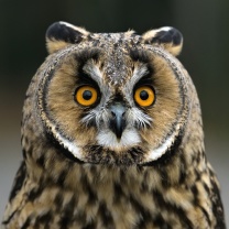 Fondo de pantalla Owl bird predator 208x208