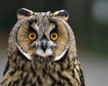 Обои Owl bird predator 220x176