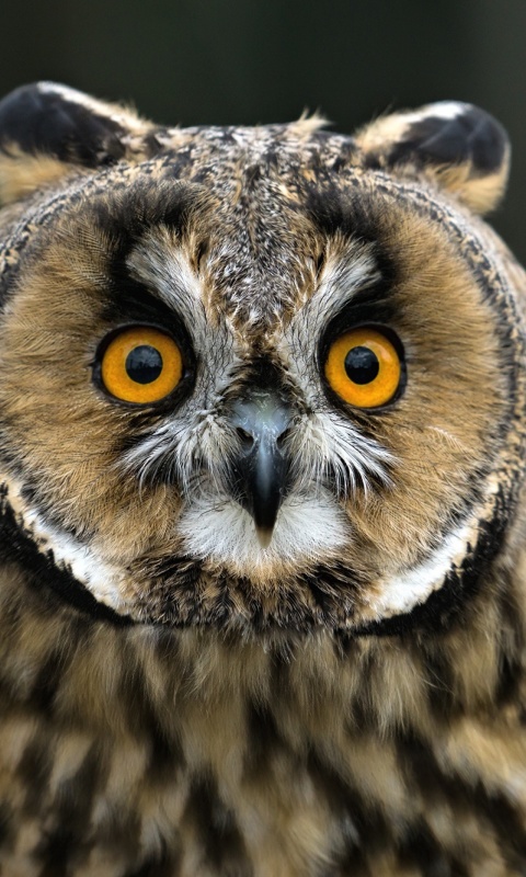 Owl bird predator wallpaper 480x800