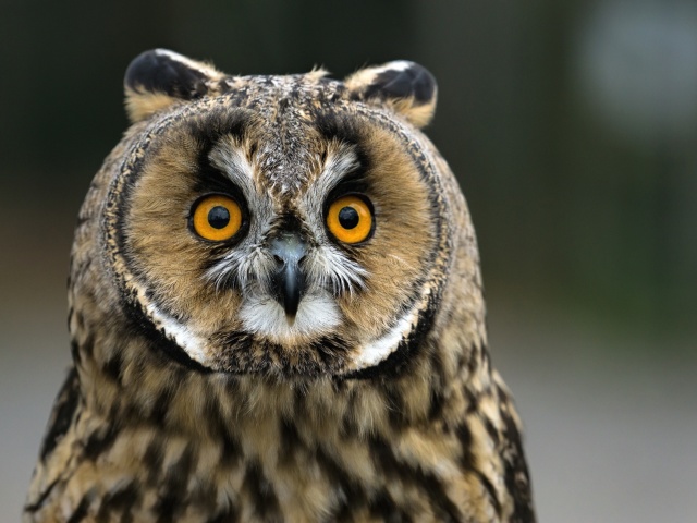 Owl bird predator wallpaper 640x480