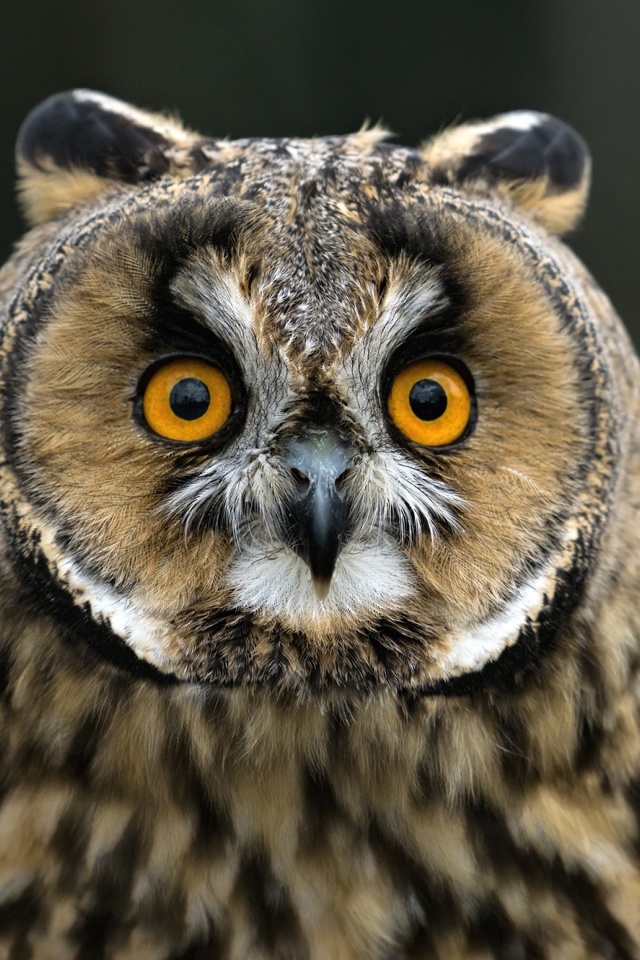 Owl bird predator wallpaper 640x960