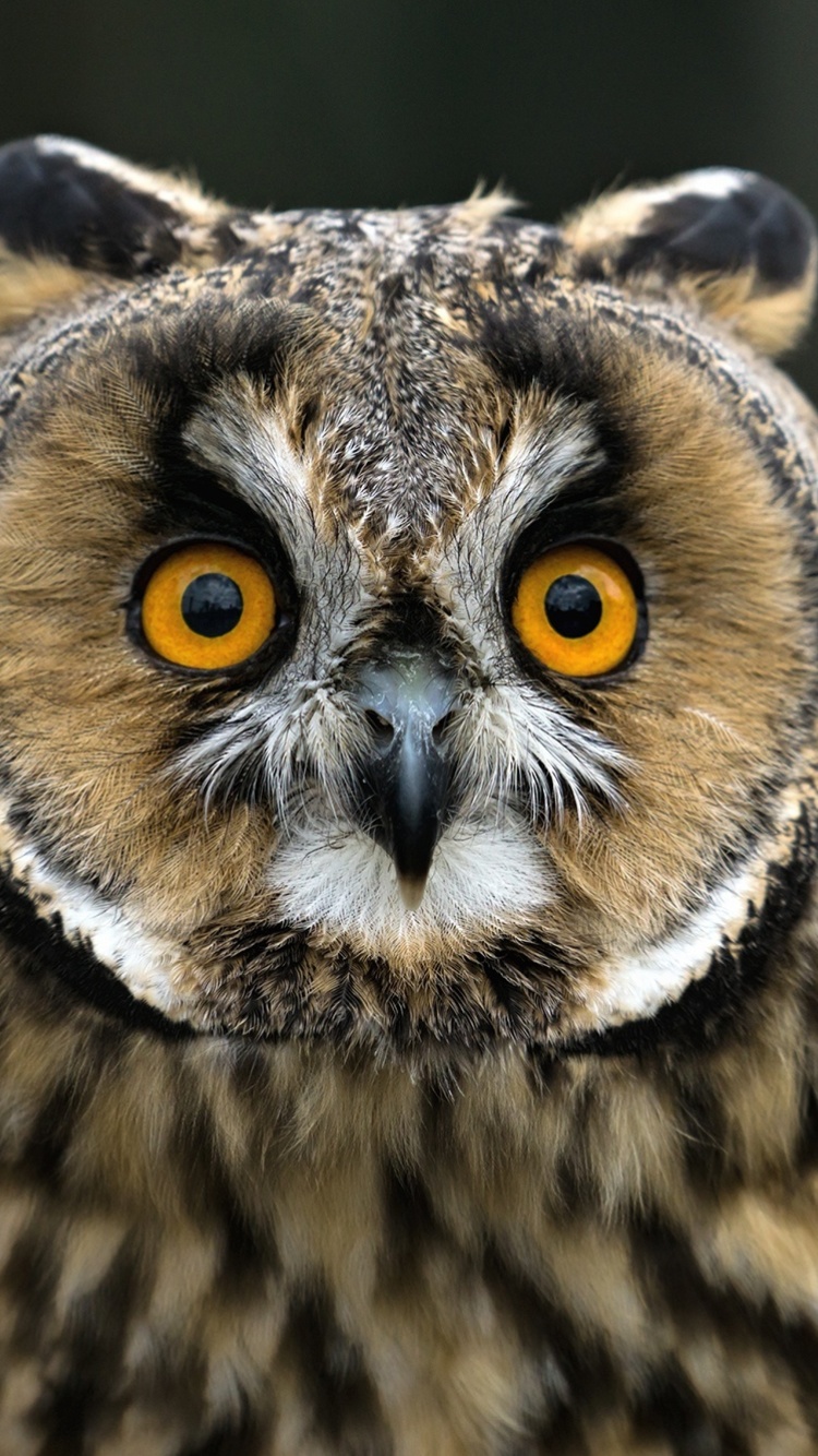 Owl bird predator wallpaper 750x1334