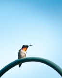 Sfondi Lonely Hummingbird 128x160