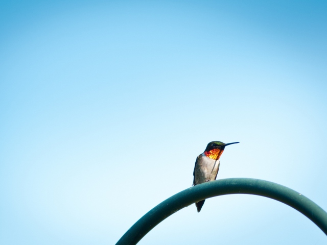Das Lonely Hummingbird Wallpaper 640x480