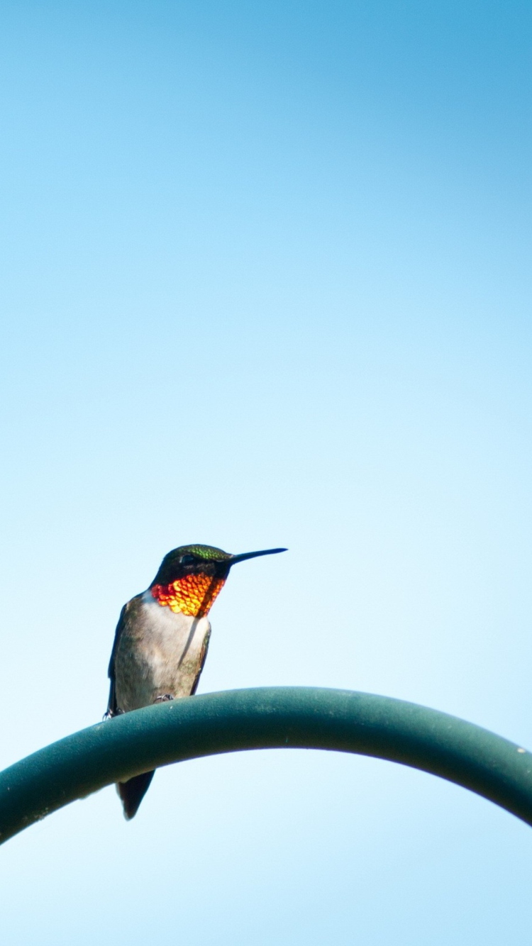 Lonely Hummingbird wallpaper 750x1334