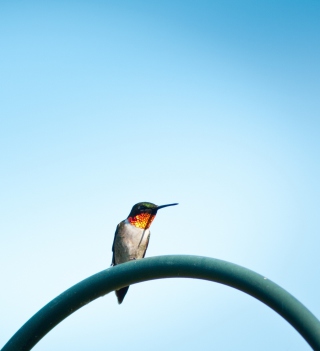 Free Lonely Hummingbird Picture for 208x208