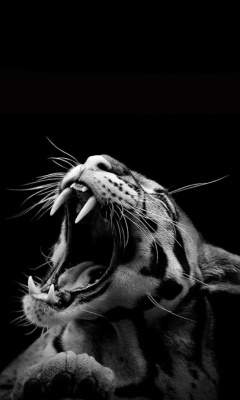 Das Roaring Cat Wallpaper 240x400