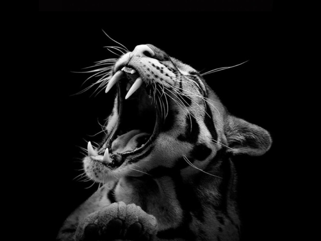 Roaring Cat screenshot #1 640x480