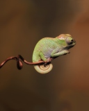Screenshot №1 pro téma Little Chameleon 128x160