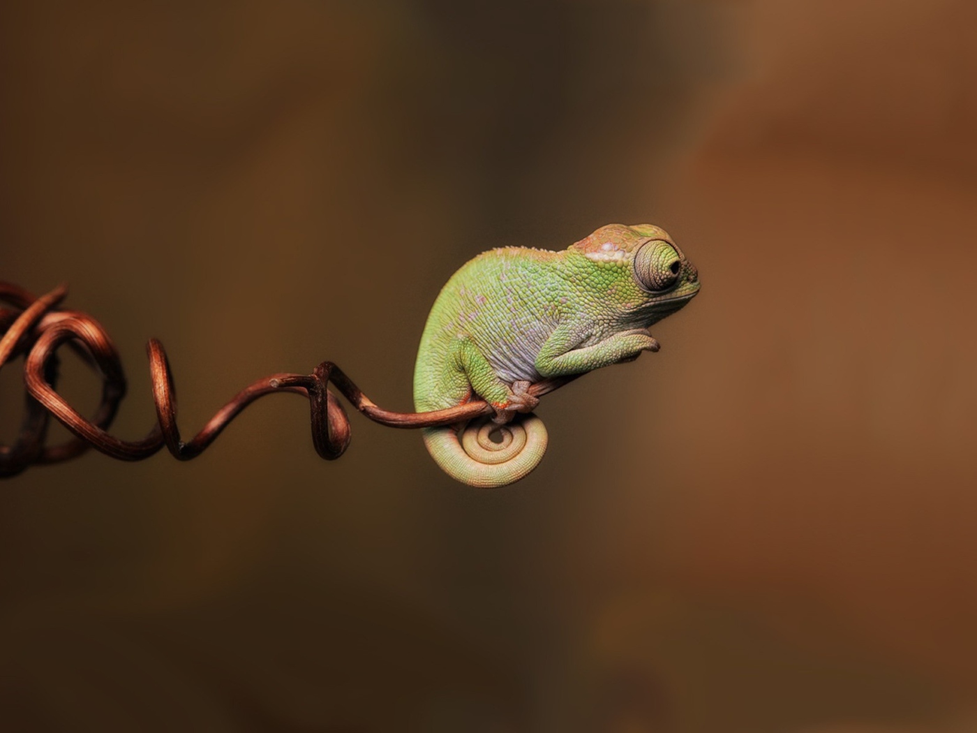 Little Chameleon wallpaper 1400x1050