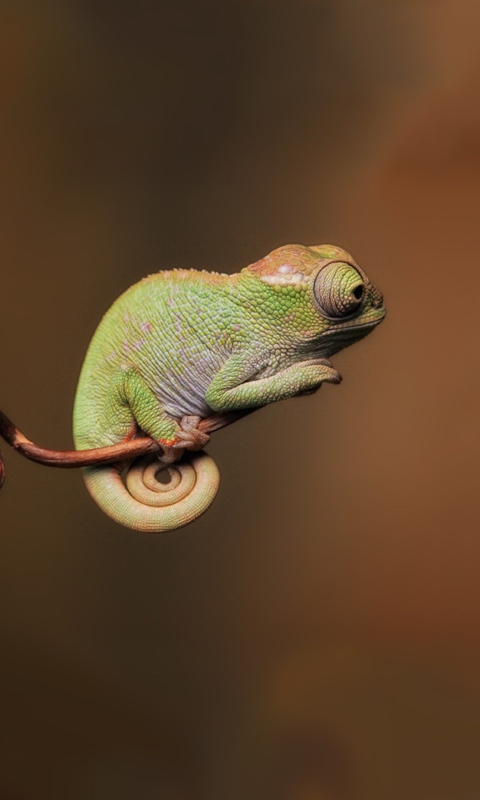 Sfondi Little Chameleon 480x800