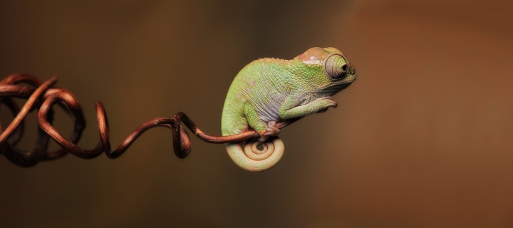 Little Chameleon wallpaper 720x320