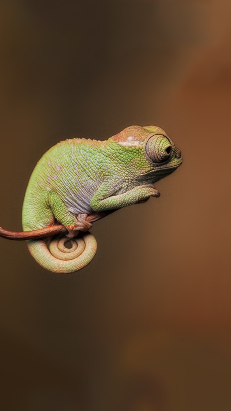 Sfondi Little Chameleon 750x1334