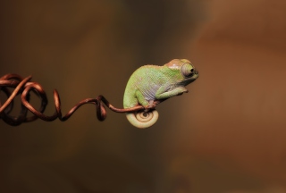 Little Chameleon - Obrázkek zdarma 