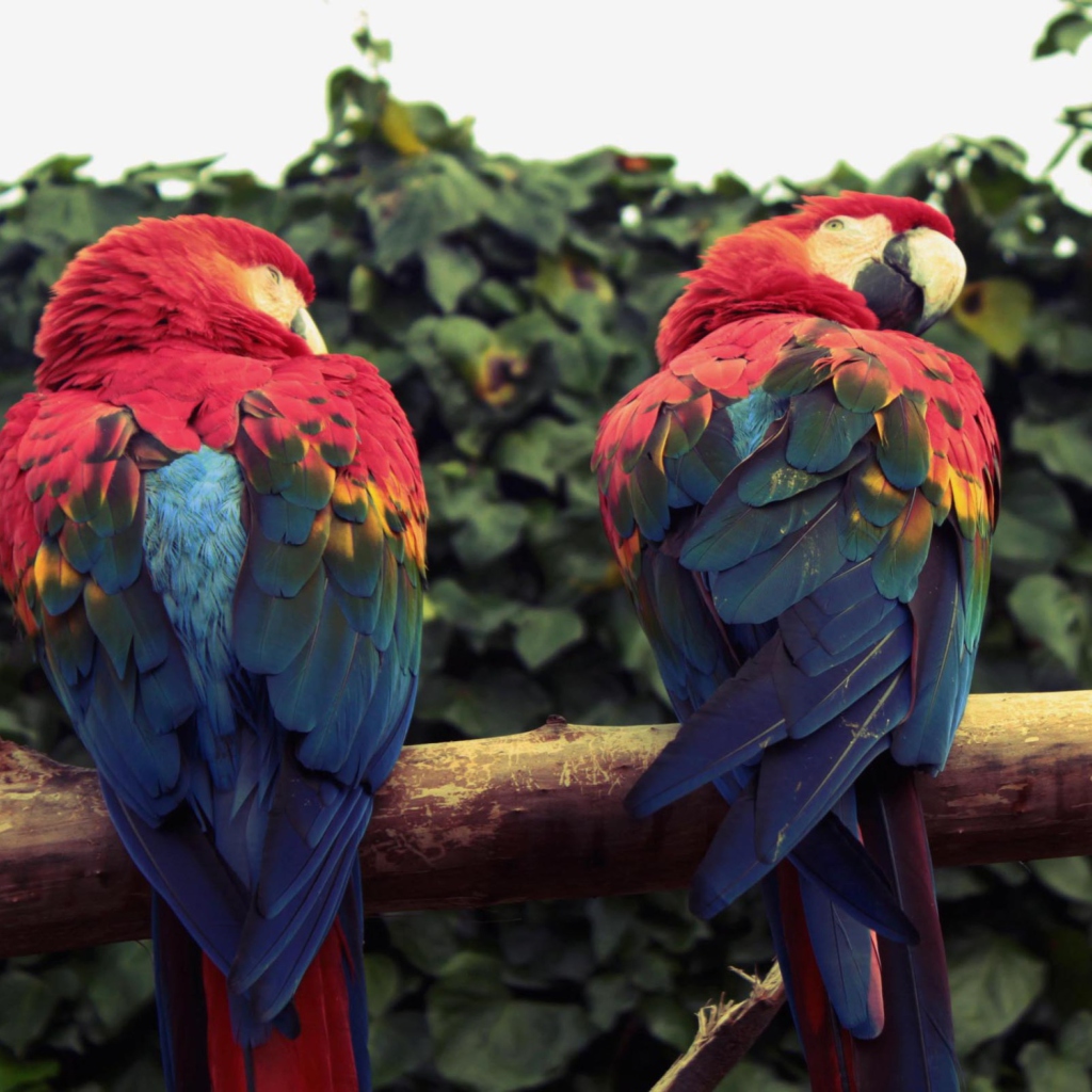 Обои Macaw Parrot 1024x1024