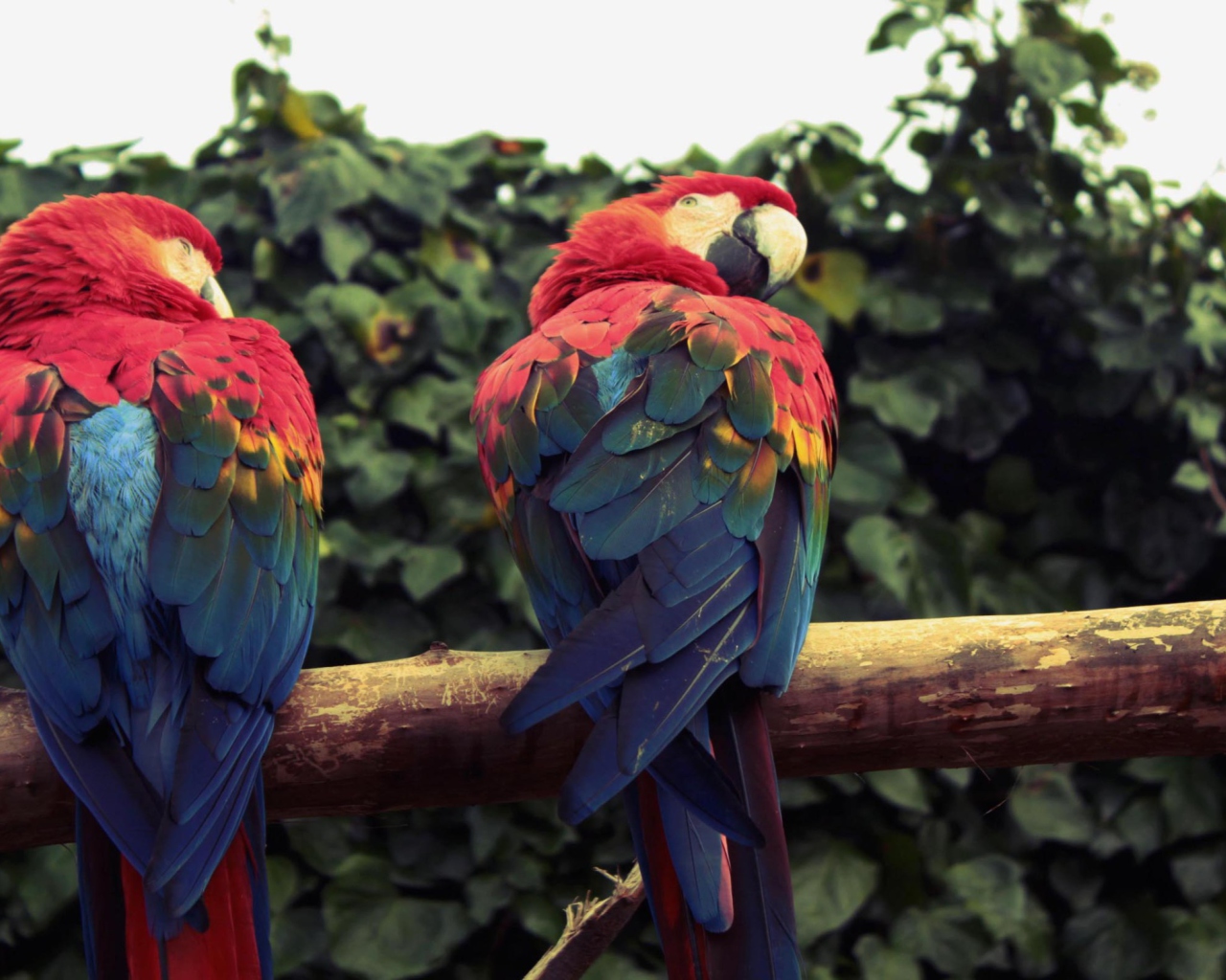 Fondo de pantalla Macaw Parrot 1280x1024