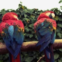 Das Macaw Parrot Wallpaper 128x128