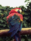 Das Macaw Parrot Wallpaper 132x176