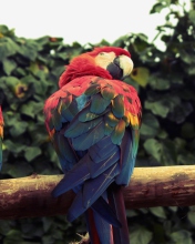Fondo de pantalla Macaw Parrot 176x220