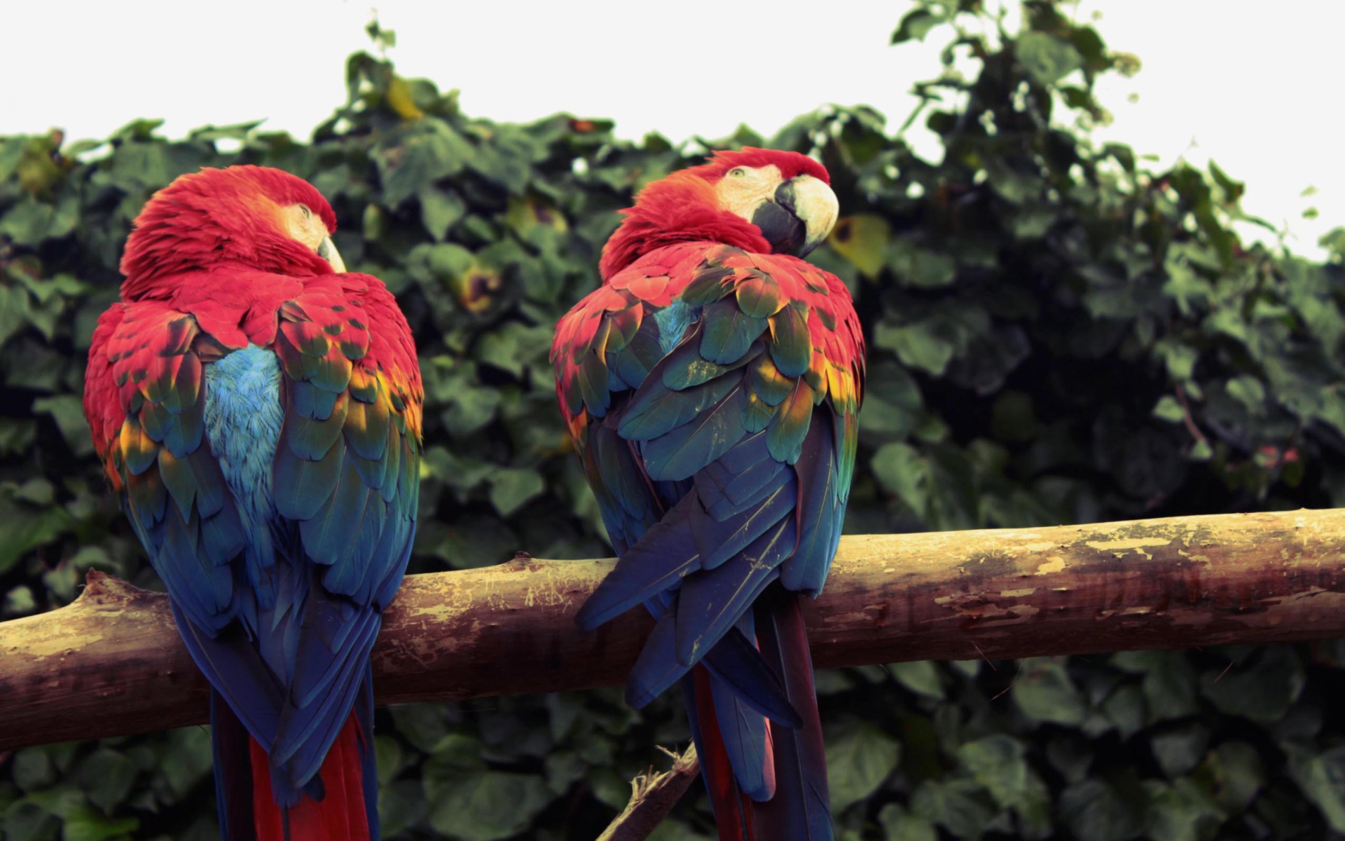 Обои Macaw Parrot 1920x1200