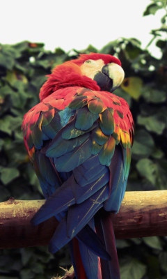 Обои Macaw Parrot 240x400