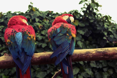 Fondo de pantalla Macaw Parrot 480x320