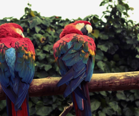 Das Macaw Parrot Wallpaper 480x400