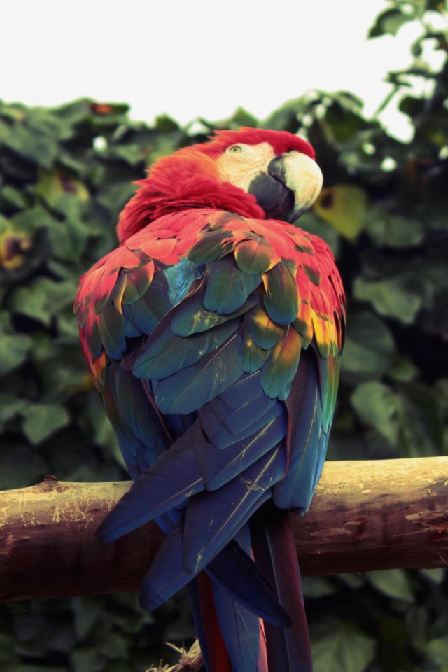 Das Macaw Parrot Wallpaper 640x960