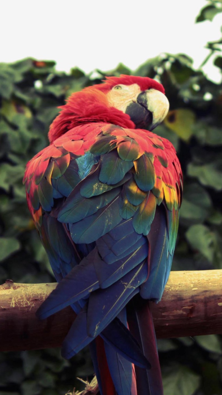 Обои Macaw Parrot 750x1334