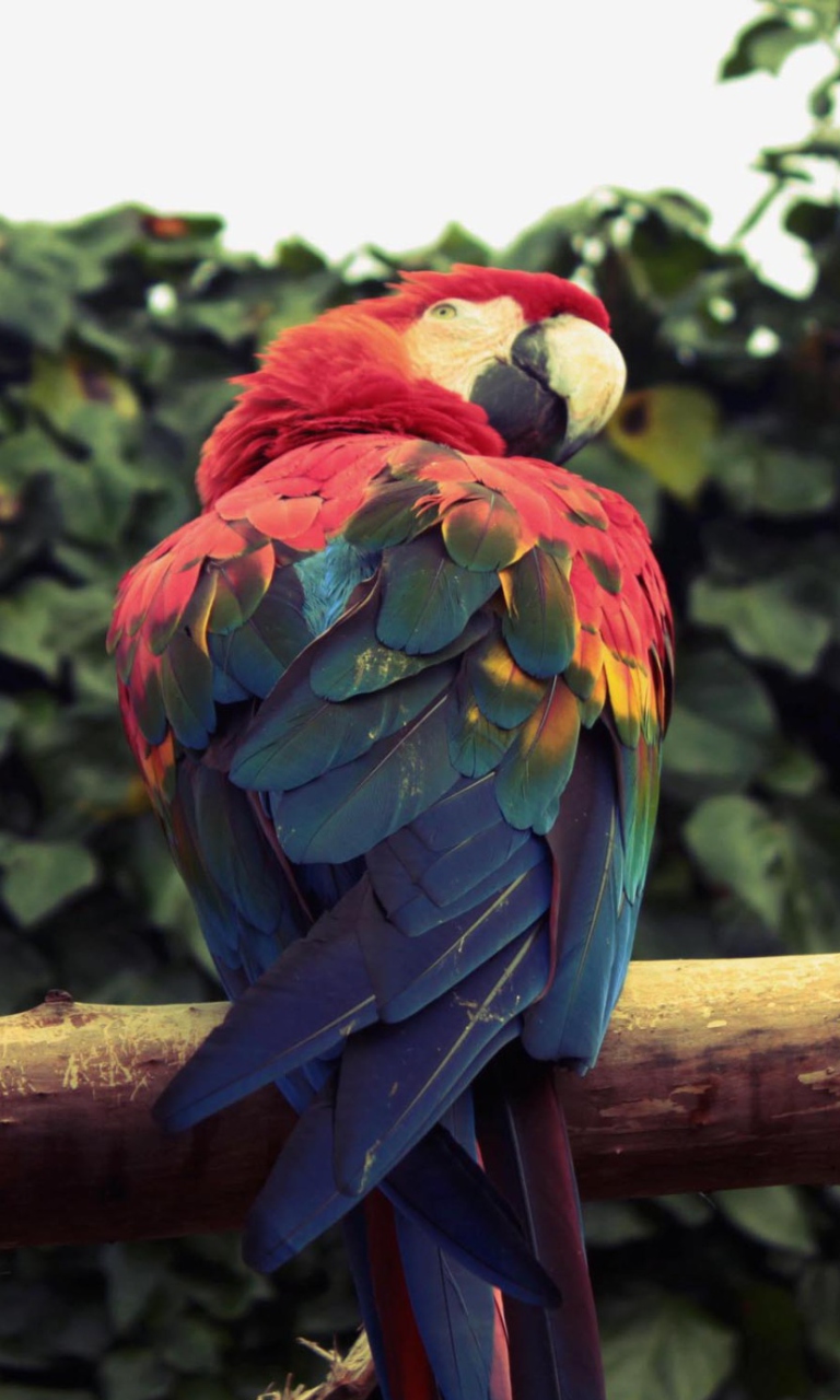 Sfondi Macaw Parrot 768x1280