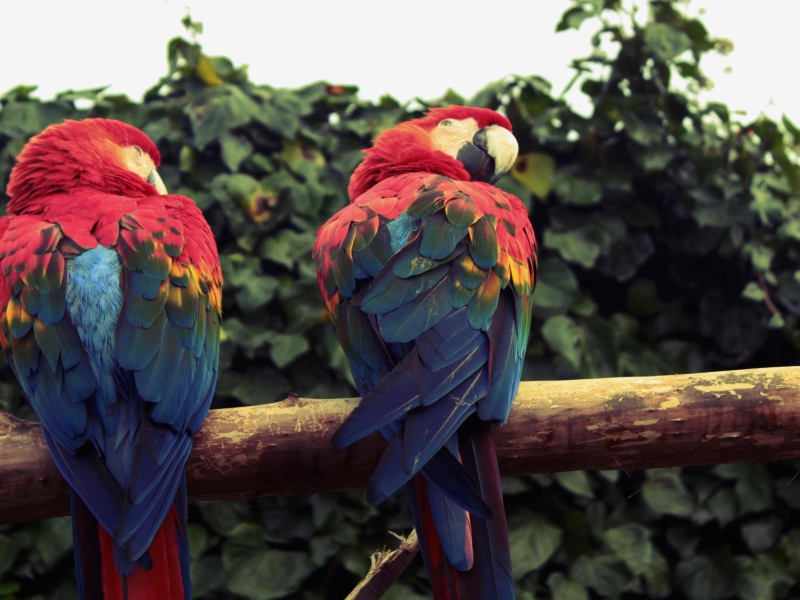 Sfondi Macaw Parrot 800x600