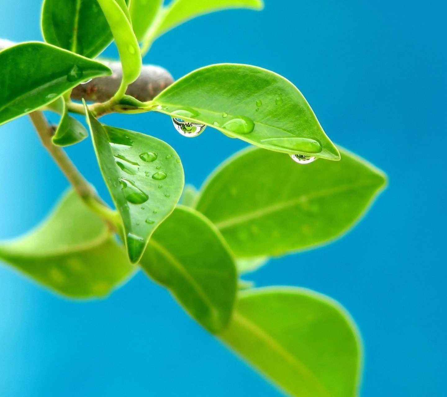 Sfondi Water drops on leaf 1440x1280