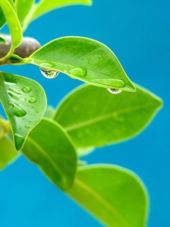 Water drops on leaf wallpaper 240x320