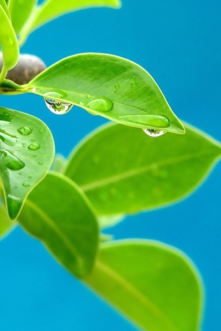 Sfondi Water drops on leaf 320x480