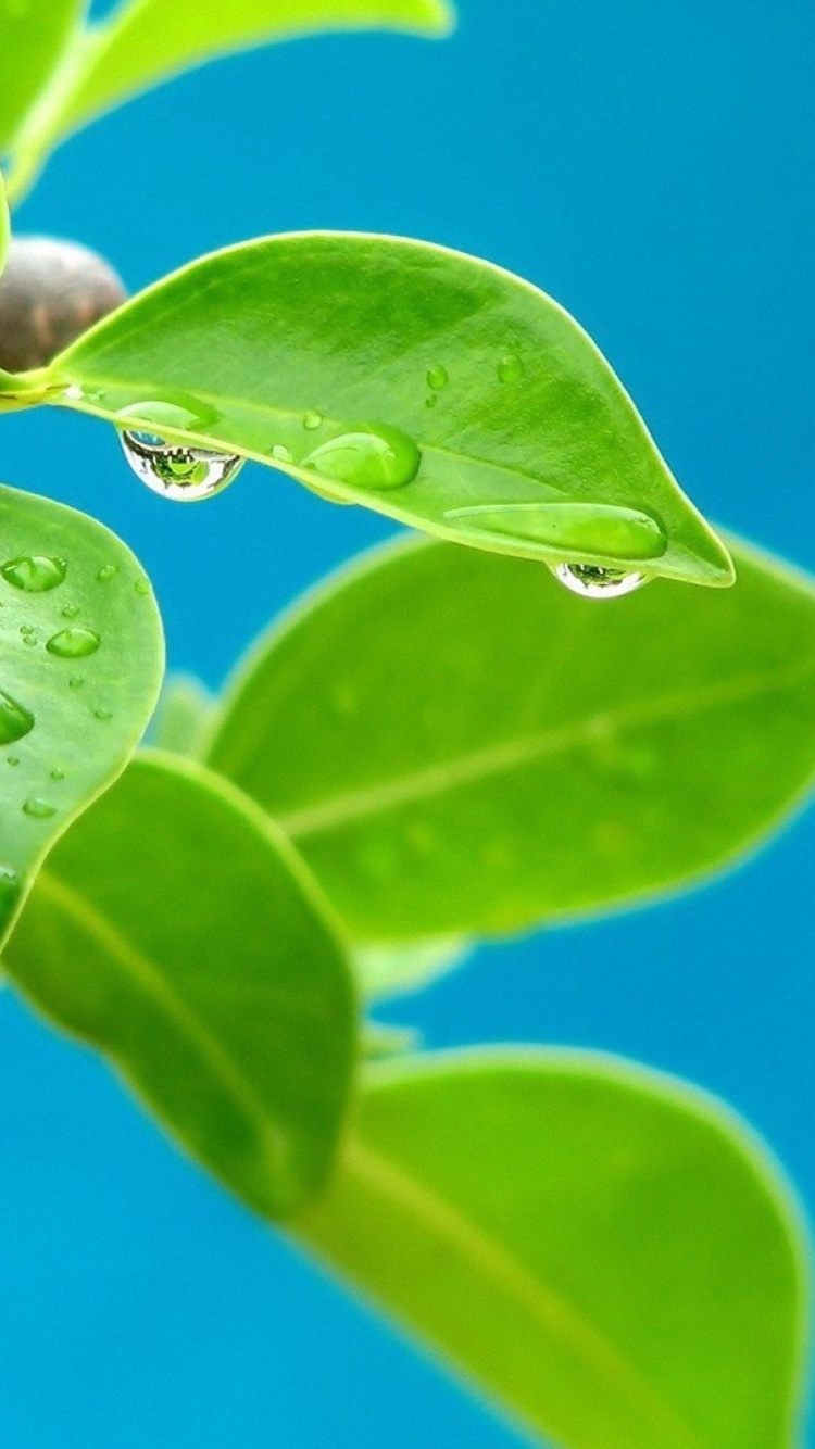Обои Water drops on leaf 750x1334
