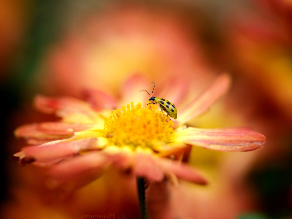 Fondo de pantalla Ladybug and flower 1024x768