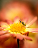 Fondo de pantalla Ladybug and flower 128x160