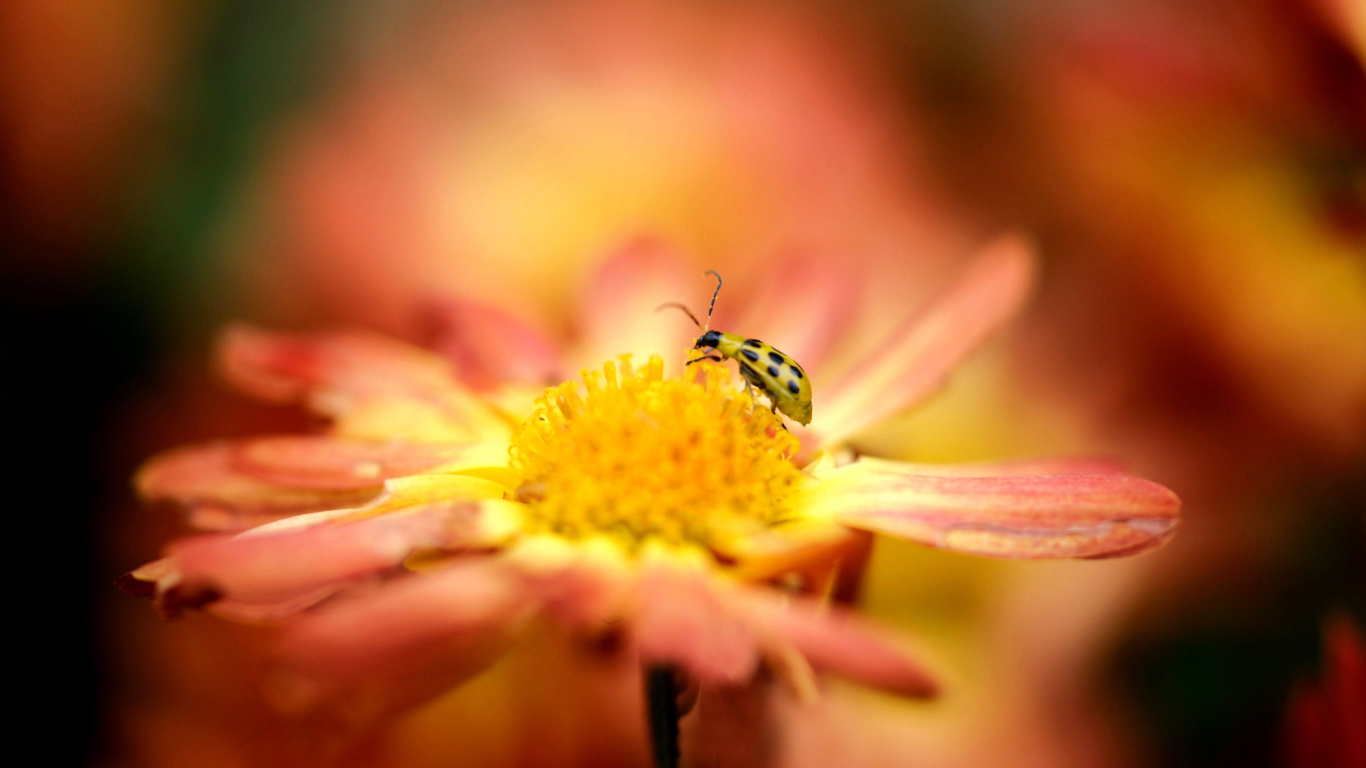 Ladybug and flower wallpaper 1366x768