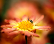 Fondo de pantalla Ladybug and flower 176x144