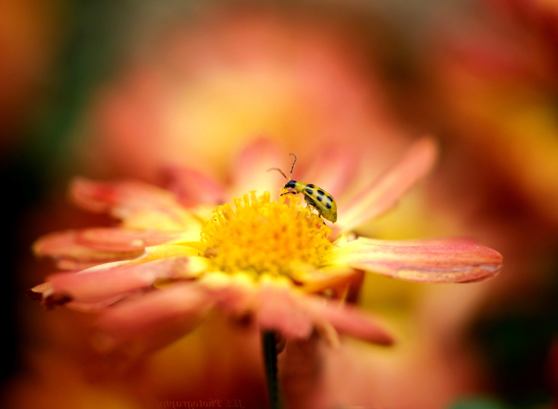 Sfondi Ladybug and flower 1920x1408