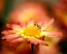 Ladybug and flower wallpaper 220x176