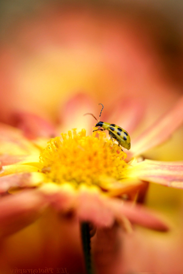Fondo de pantalla Ladybug and flower 640x960