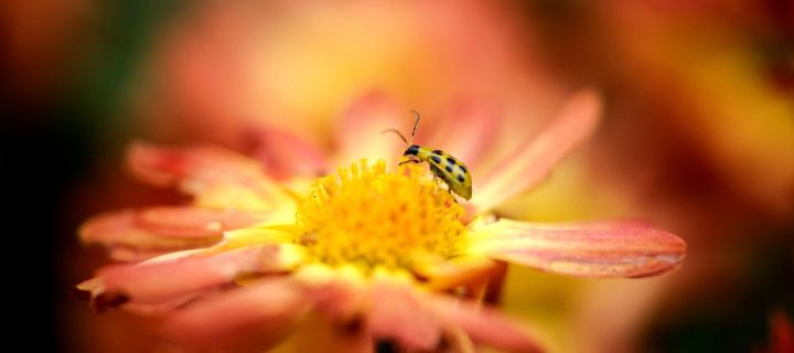 Ladybug and flower wallpaper 720x320